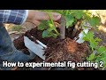 실험삼아 해본 무화과삽목방법2ㅣHow to experimental fig cutting 2