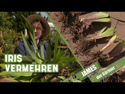 Video: Wie man Iris richtig verpflanzt