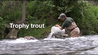 East Creek Trophy Trout Stocking, Rutland Vermont