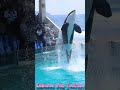 ララのパワフルスピン!! #Shorts #鴨川シーワールド #シャチ #kamogawaseaworld #orca #killerwhale