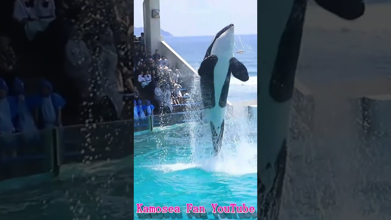 ララのパワフルスピン!! #Shorts #鴨川シーワールド #シャチ #kamogawaseaworld #orca #killerwhale