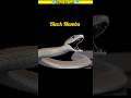 🔥 Black Mamba 🐍 | दुनिया का सबसे खतरनाक सांप | #Facts #shorts #snake