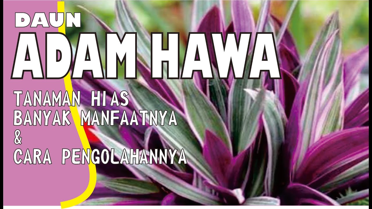 ADAM HAWA........... TANAMAN HIAS BANYAK MANFAATNYA UNTUK KESEHATAN DAN