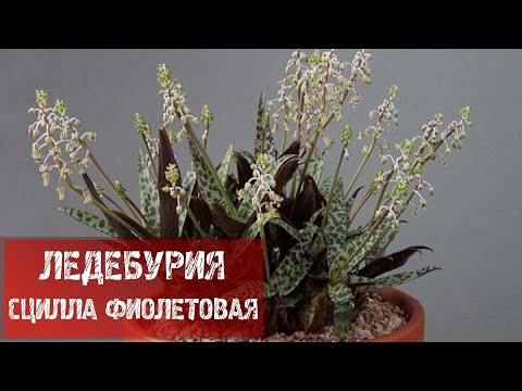 ЛЕДЕБУРИЯ СЦИЛЛА ФИОЛЕТОВАЯ