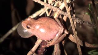 Spring Peeper (Pseudacris crucifer) Calling