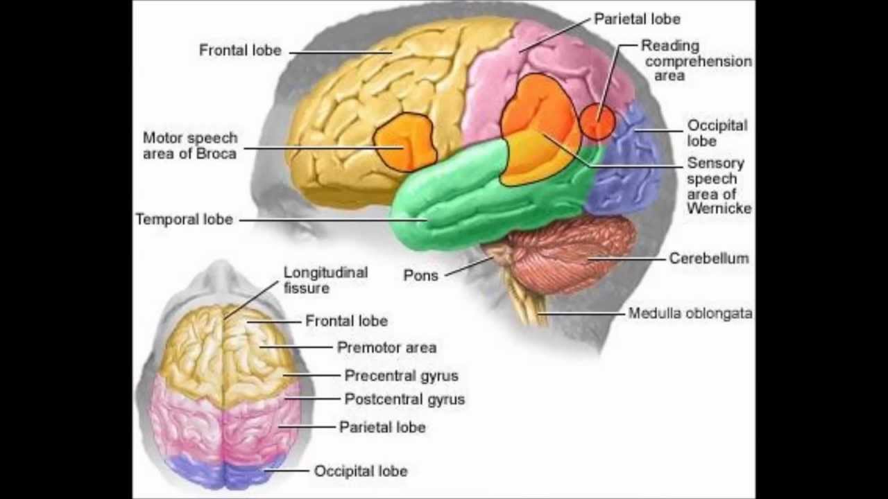 Зона отвечающая за речь. Строение лобной доли мозга человека. Анатомия височной доли головного мозга. Функция лобных отделов головного мозга.