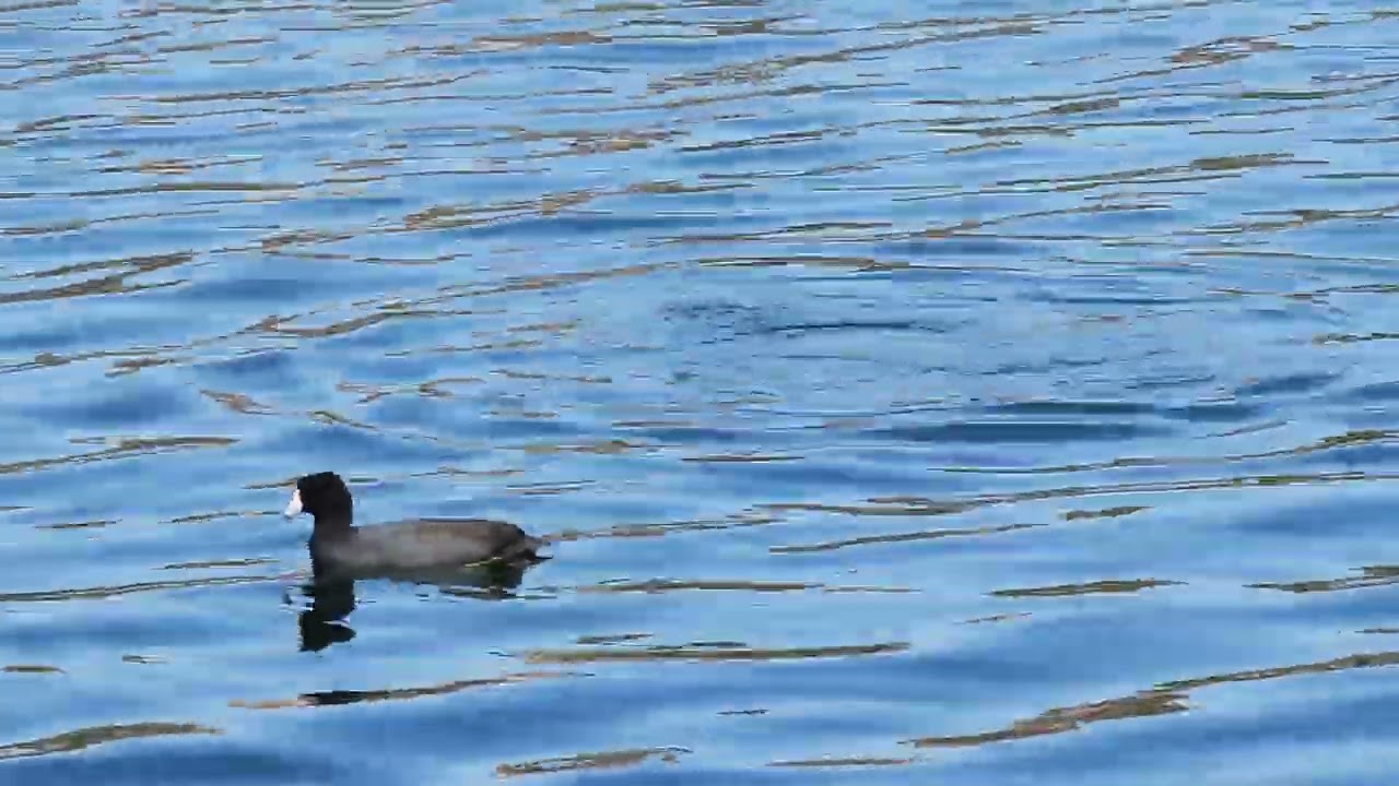 American Coot Diving