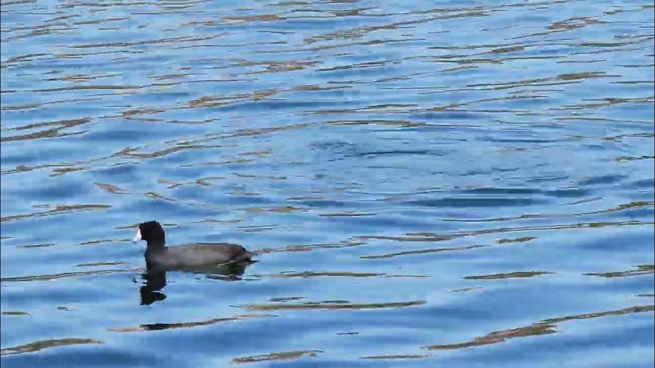 American Coot Diving YouTube