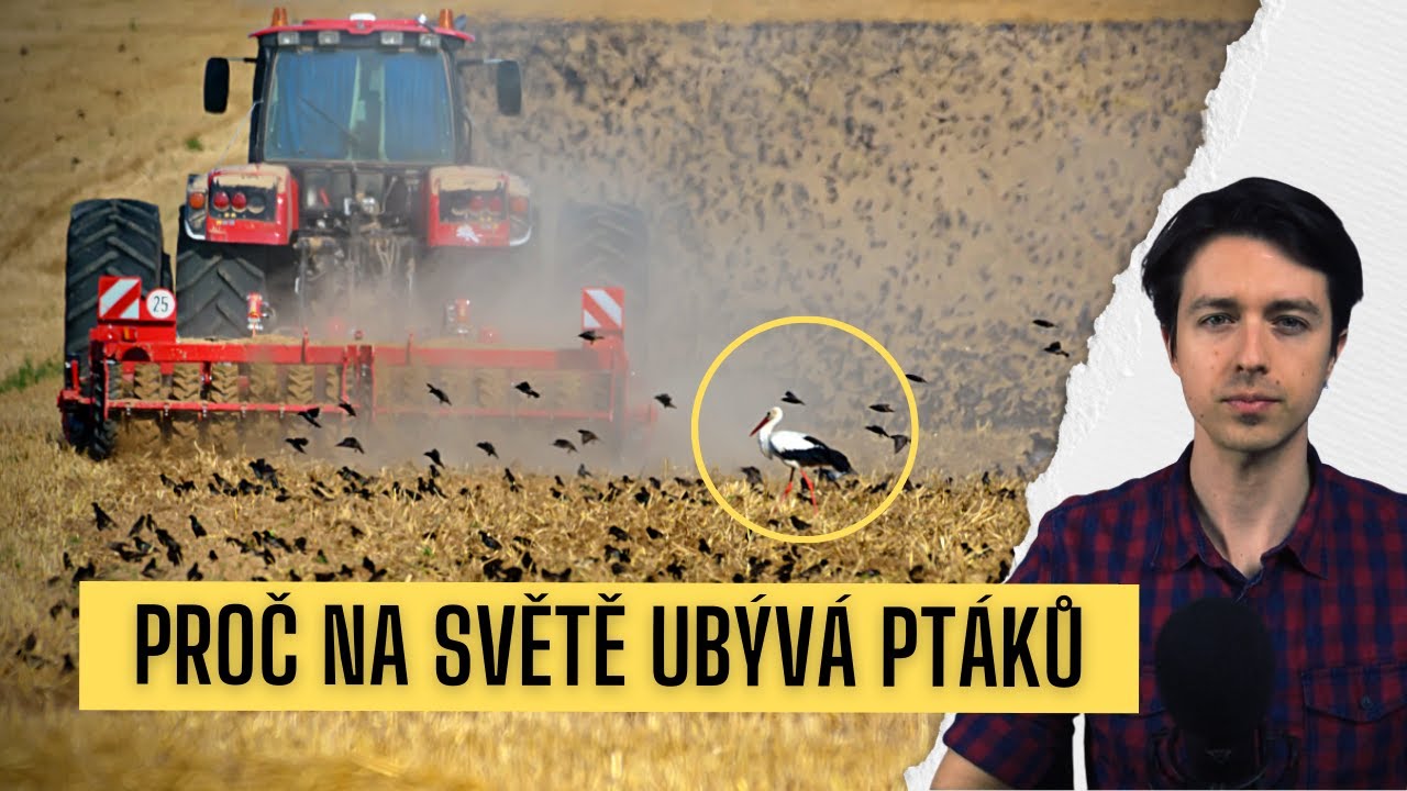 Proč na světě ubývá ptáků