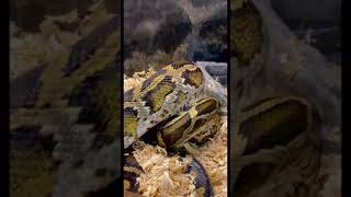 Burmese Python **Live Food Response / Jumbo Rat**