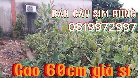VDO 53/ Bán cây sim rừng cao 50cm, tán 20, ra tết ra hoa, giá sỉ ship toàn quốc/0819972997