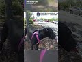Dog rescued from hot car
