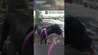 Celebrity Dog rescued from hot car Wealth