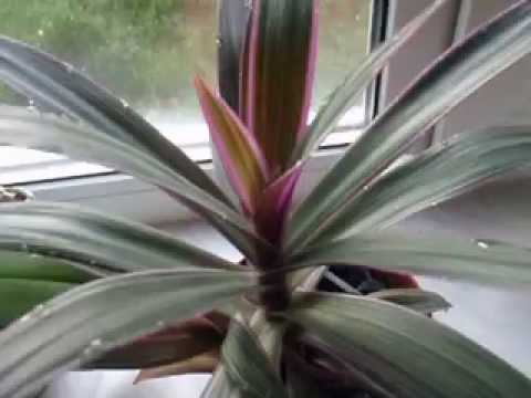 Рео покрывальчатое - настоящий барометр