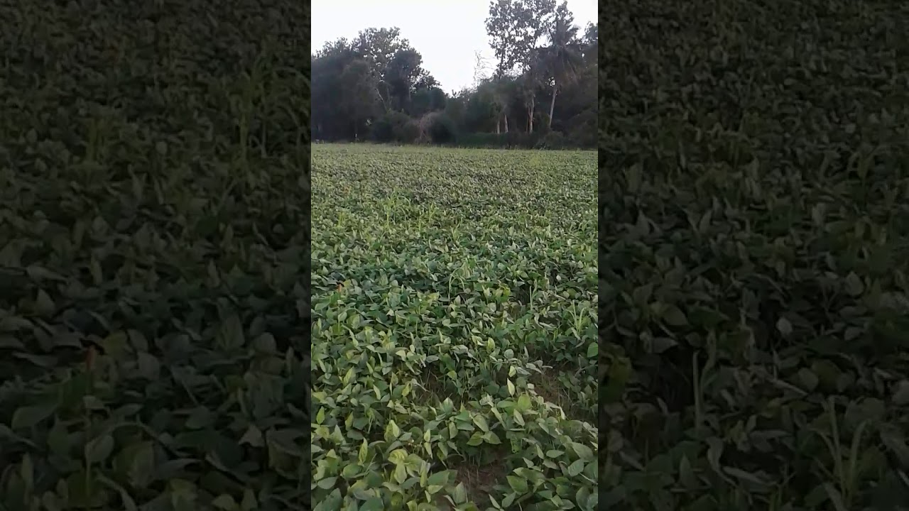 Black gram as water saving crop