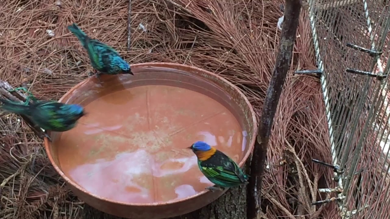 Tangara cyanocephala bath 