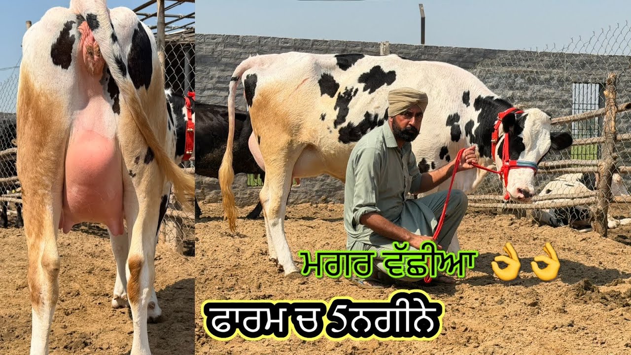 ਪਿੰਡ ਭਾਈਰੂਪਾ। ਫਾਰਮ ਚਾਰ ਤਾਜ਼ੀਆਂ ਸੂਈਆਂ ਗਾਵਾਂ 👌🏻ਮਗਰ ਵੱਛੀਆਂ 💎🔥ਤੇ ਗੱਬਣ ਗਾਂ 👌🏻ਘੱਟ ਰੇਟ 😱🔥Bawa dairy farm 