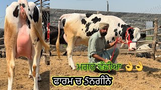 ਪਿੰਡ ਭਾਈਰੂਪਾ। ਫਾਰਮ ਚਾਰ ਤਾਜ਼ੀਆਂ ਸੂਈਆਂ ਗਾਵਾਂ 👌🏻ਮਗਰ ਵੱਛੀਆਂ 💎🔥ਤੇ ਗੱਬਣ ਗਾਂ 👌🏻ਘੱਟ ਰੇਟ 😱🔥Bawa dairy farm 