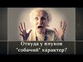 Откуда у внуков  собачий  характер?