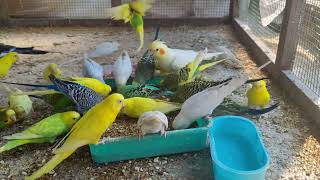 My budgies colony birds  waiting for there breakfast.//বাজরিগার পাখিদের কলোনি।