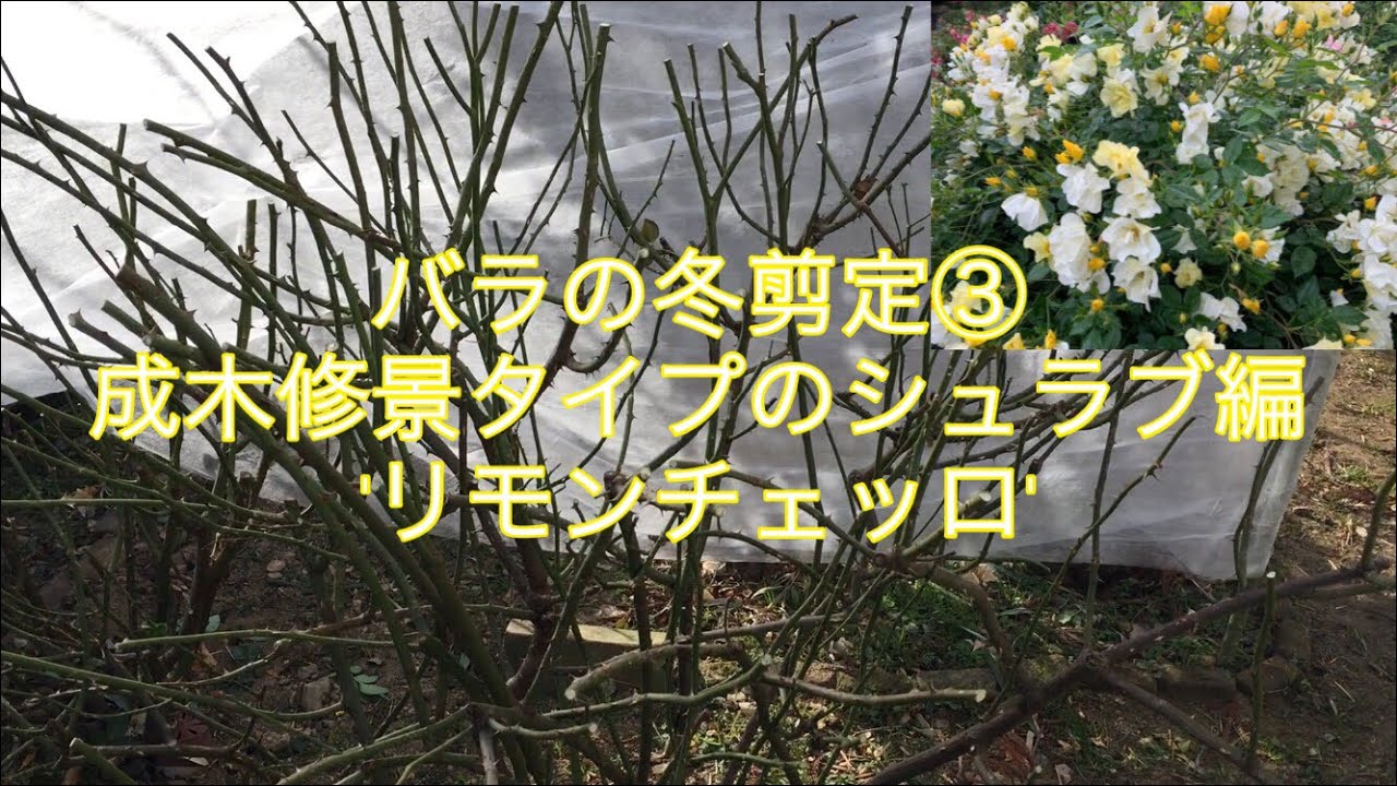 バラの冬剪定 植え付け3年以上修景タイプのシュラブ編 リモンチェッロ Youtube