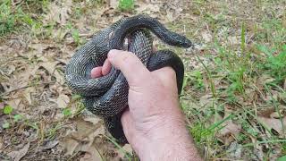 Edmonson County KY rat snake after a long hike - and discussion - 5 May 2024