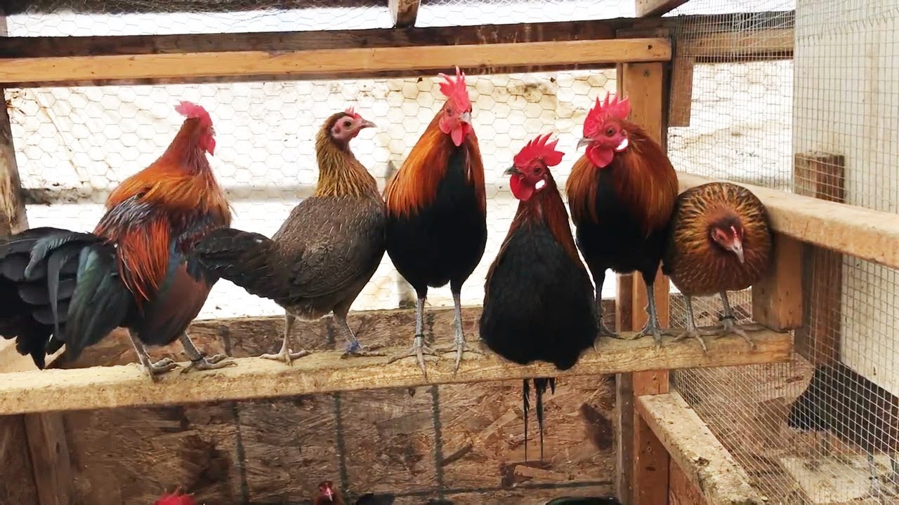 BERHASIL BETERNAK AYAM HUTAN F1 DALAM JUMLAH BANYAK 