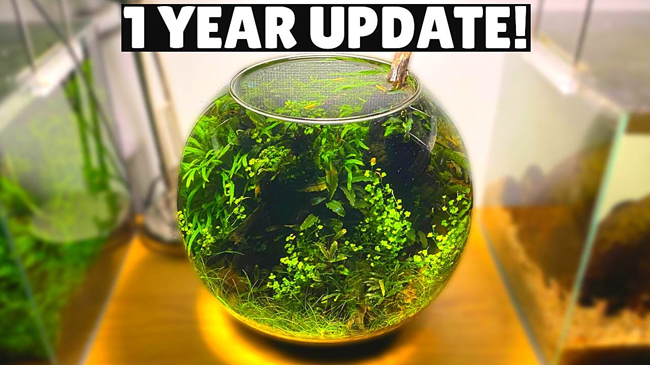 Ultra Low Tech Fish Bowl Aquascape - 1 Year Update! 