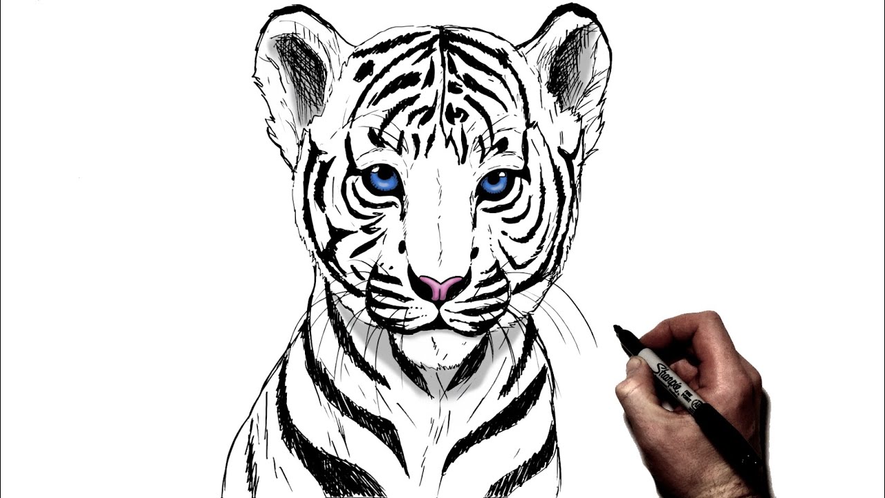 Angry tiger. Sketch. Stock Vector by ©sivanova 142032722