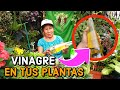 RIEGA tus PLANTAS con VINAGRE  y Tu Jardin TE LO AGRADECERA - Abono ORGANICO y FUNGIZIDA