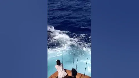 Angry 350-pound Blue Marlin Jumps/Hops into Fishing Yacht Marlin Darlin