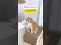 Теперь я Чебурашка веселыекоты котики кот прикол Теперь я Чебурашка веселыекоты котики кот прикол
