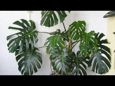 Video: Sobne Biljke. Monstera - Uzgoj I Njega