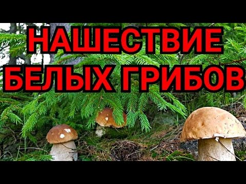 Нашествие БЕЛЫХ грибов. Дары Матушки Природы