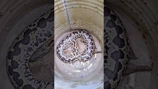 Gardening in India is a different breed of extreme sport. 🇮🇳🪴🐍