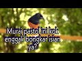 cara pancing murai pastol agar mau bunyi