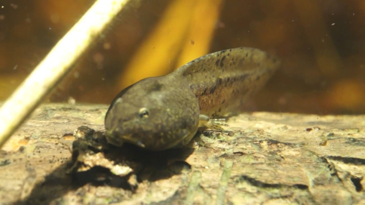アマガエルのオタマジャクシ Japanese Tree Frog Larva Youtube