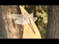 Dragonfly in slow motion 164