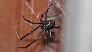 Black Widow Sets Up Shop In the Booth
