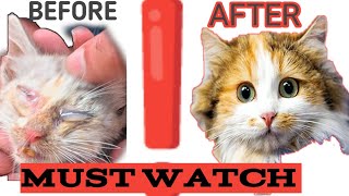 CAT & KITTEN EYE INFECTION HOME REMEDIES | TREATMENT | SOLUTION | PERSAIN CAT IN HINDI  2023