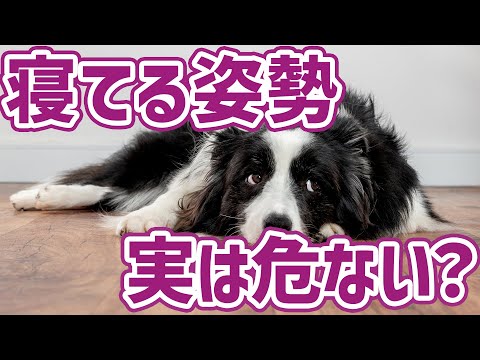 いっぬ s-l1200.jpg