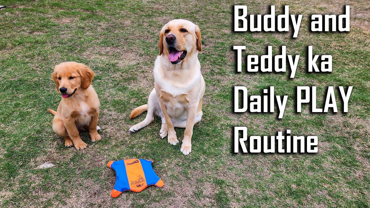 Daily Play Routine of our 2 Dogs | Buddy and Teddy ka Play Routine ...