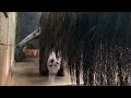 オオアリクイの鳴き声 Listen to the unique vocalizations of the giant anteater