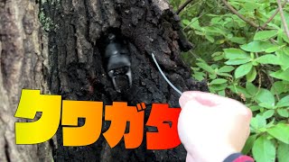 関西の秘境めいた山で巨大クワガタを求めて