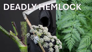 POISON HEMLOCK Identification, Symptoms, Control, Orange County, vs Queen Anne's Lace, Cow's Parsley by BATTLEFOXX LIVING EARTH - Nature, Coto de Caza 1,369 views 1 month ago 6 minutes, 12 seconds