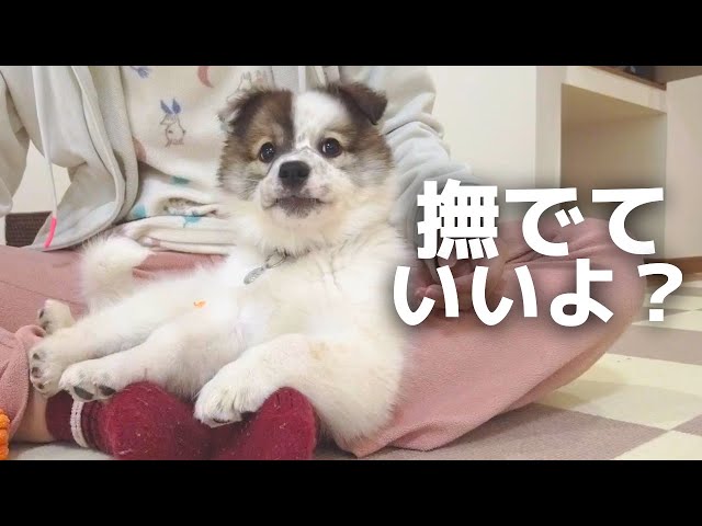 Roope the rescue dog wants belly rubs from everybody! - YouTube