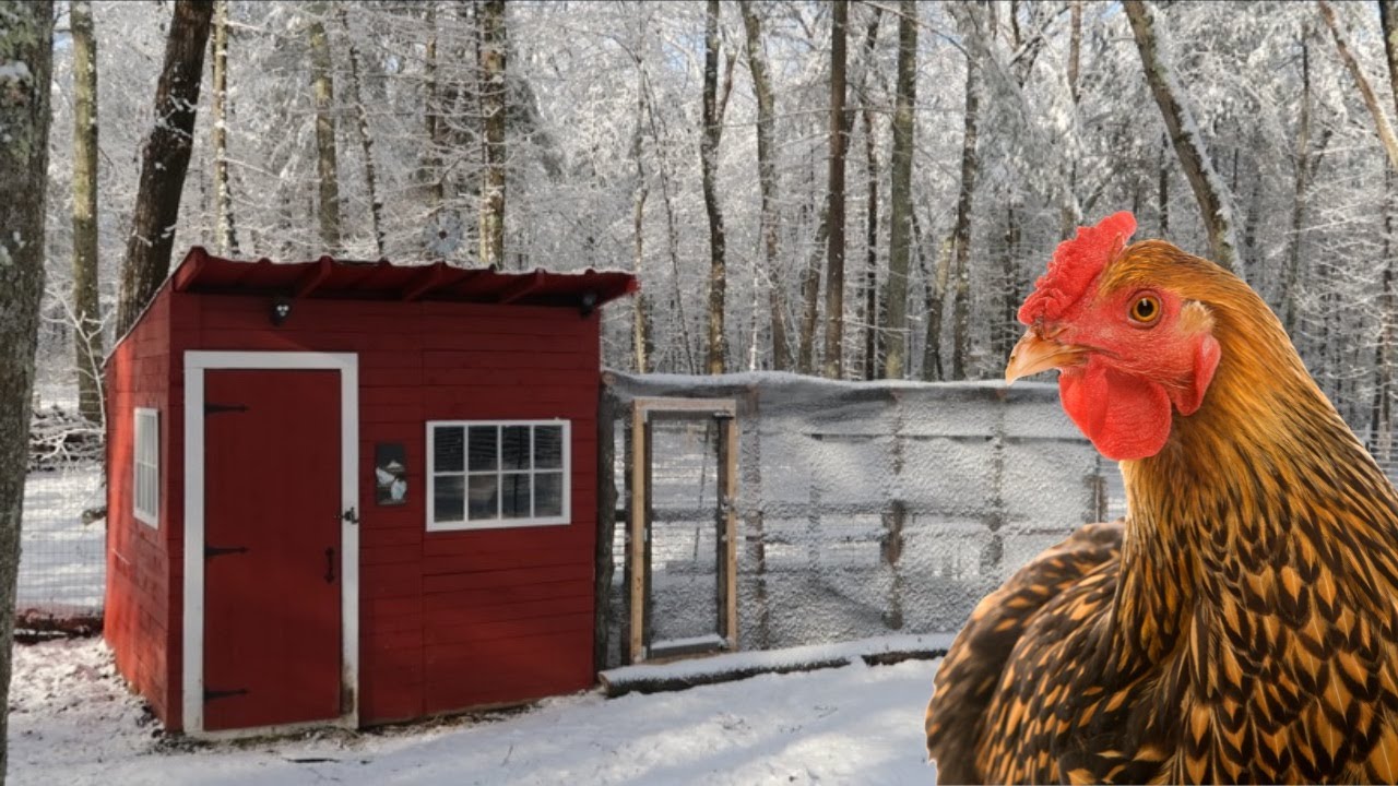 DO THIS So Your Chickens Survive The Winter YouTube