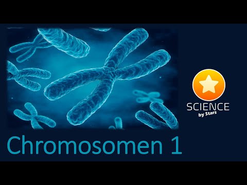 Video: Hoeveel chromosome is betrokke by duplisering?