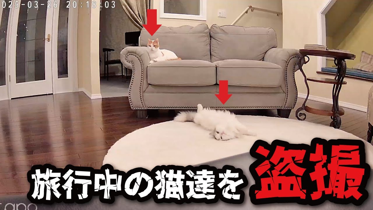 I left my cats behind and went on a trip, and took some secret