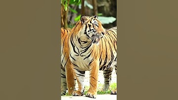 AI for Wildlife Monitoring Tracking Endangered Species with Machine Learning #shorts